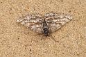 ZZ_ZZXYX_D2970_Z_82_NP De Hoge Veluwe_Nederland